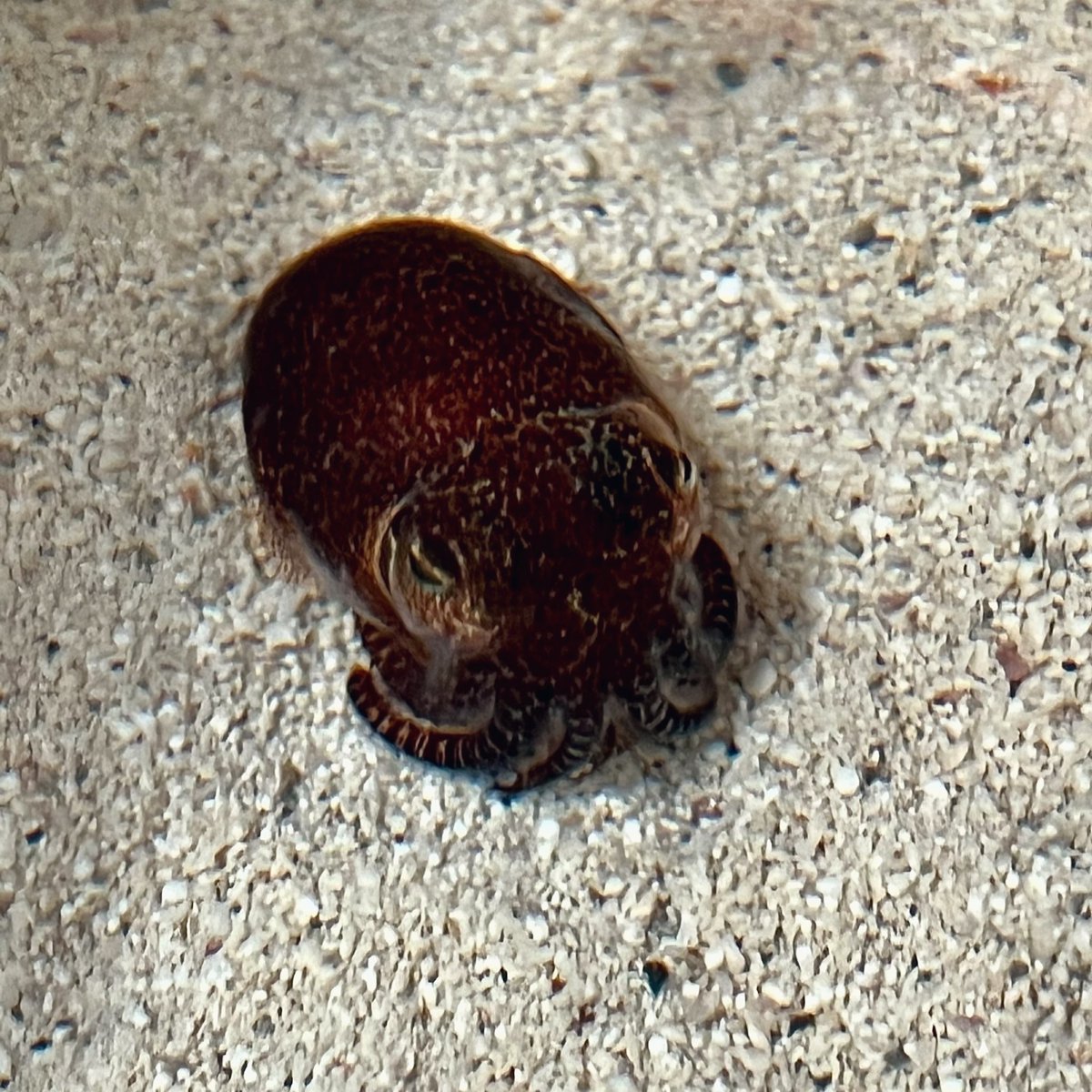 Bob in Bob World 💙 Did you know that bobtails are nocturnal creatures? Daytime - they hide in the sand. Nighttime - they emerge as stealthy hunters! #phdlife #AcademicTwitter #AcademicChatter #cephalopods #behavior #marinebio #neurotwitter #sciencefriday @umncbs @trevorwardill