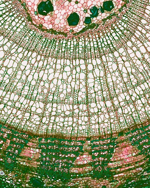 A little 🍀 "Tiffany Green" 🍀 for you today from our plant models! #HappyStPatricksDay More info: bioartography.com/products/tiffa…… 
 #supportscience #bioart #sciart  #microscopy #stem #steam