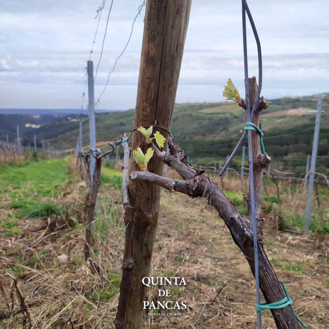 QuintaDePancas's tweet photo. At #QuintadePancas, spring is the awakening of our #vineyards, the rebirth of #nature and the promise of new harvests. The sun will shine, the wind blows from the Atlantic and the Montejunto mountain protects us. Welcome #spring, we are ready to welcome you with open arms 🌸🍇🌞 https://t.co/FP5YBrzRZx