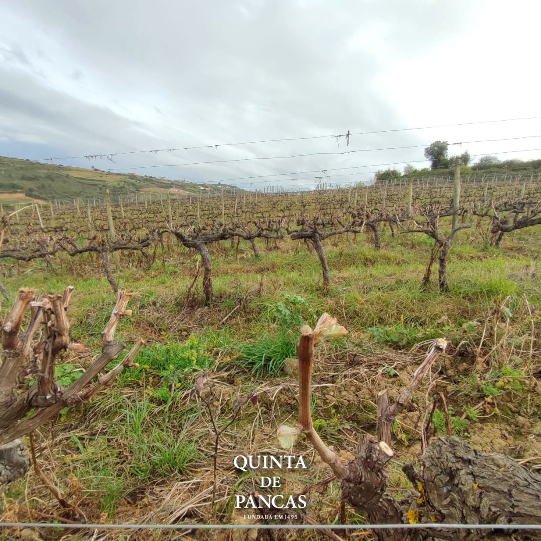 QuintaDePancas's tweet photo. At #QuintadePancas, spring is the awakening of our #vineyards, the rebirth of #nature and the promise of new harvests. The sun will shine, the wind blows from the Atlantic and the Montejunto mountain protects us. Welcome #spring, we are ready to welcome you with open arms 🌸🍇🌞 https://t.co/FP5YBrzRZx