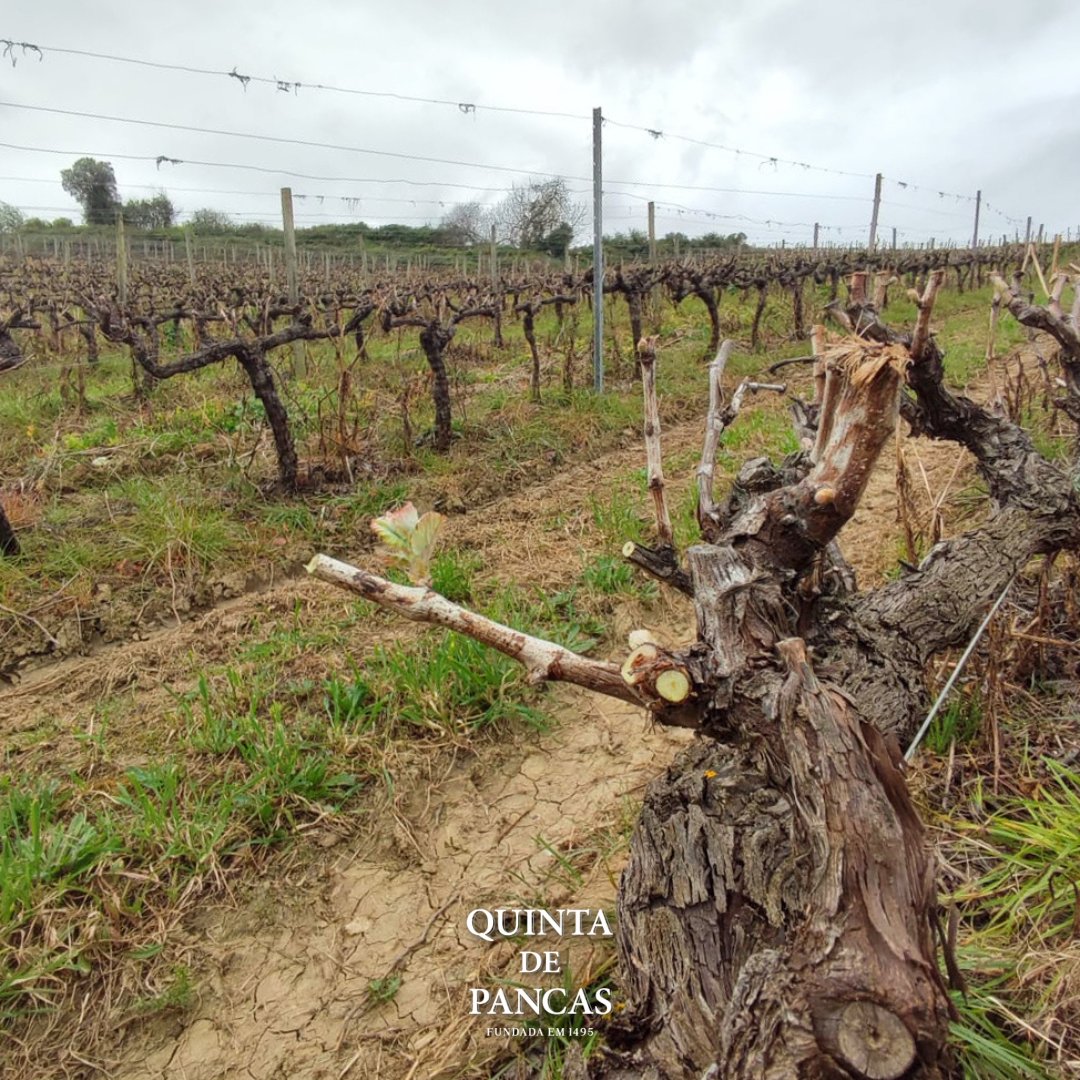 QuintaDePancas's tweet photo. At #QuintadePancas, spring is the awakening of our #vineyards, the rebirth of #nature and the promise of new harvests. The sun will shine, the wind blows from the Atlantic and the Montejunto mountain protects us. Welcome #spring, we are ready to welcome you with open arms 🌸🍇🌞 https://t.co/FP5YBrzRZx