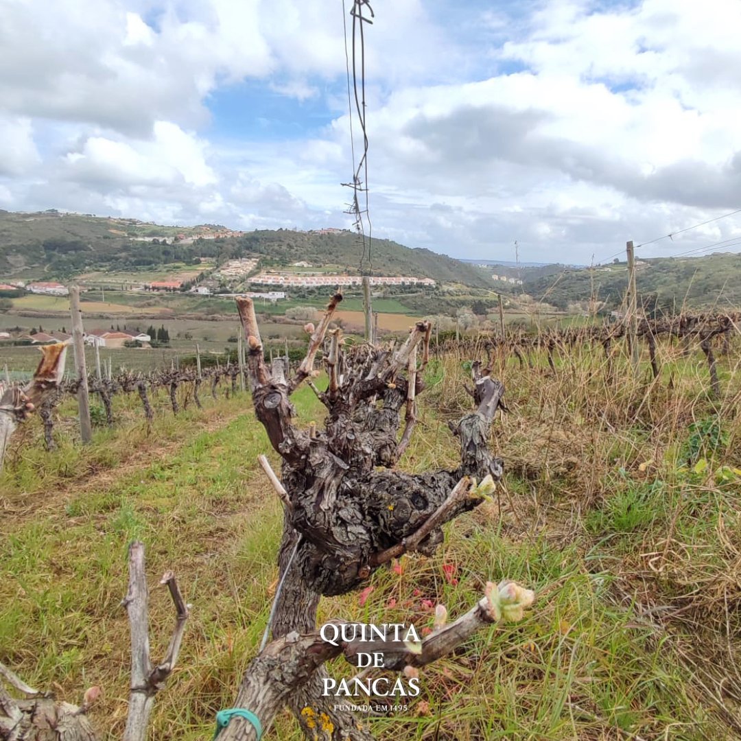 QuintaDePancas's tweet photo. At #QuintadePancas, spring is the awakening of our #vineyards, the rebirth of #nature and the promise of new harvests. The sun will shine, the wind blows from the Atlantic and the Montejunto mountain protects us. Welcome #spring, we are ready to welcome you with open arms 🌸🍇🌞 https://t.co/FP5YBrzRZx