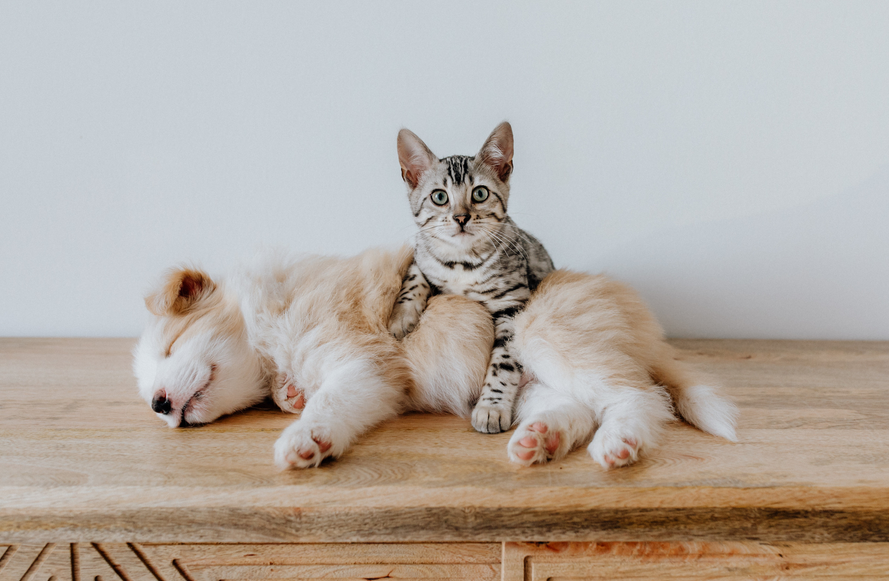 buildifyCC's tweet photo. 70% of Gen Z respondents in a recent poll stated they’d prefer to adopt a #pet than have a child, so there’s good reason to assume the global #petcare market will continue to boom. If you want to build an online #petstore, #Shopify can definitely help! https://t.co/4eYg6Rg0rx https://t.co/iFJLoqfg6S