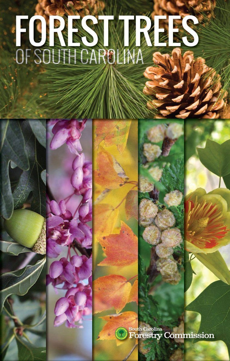 ForestryCommish's tweet image. Want to learn more about South Carolina’s native trees? You’re in luck. ☘️ The SC Forestry Commission is selling an award-winning tree identification manual, Forest Trees of South Carolina. They are $20 (mailed) and $15 (pickup). l8r.it/akdh
#ForestLife #ForestTrees
