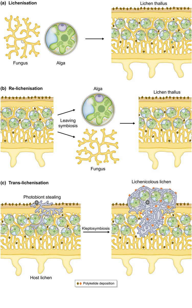 #TansleyReview: How to build a #lichen – from metabolite release to symbiotic interplay

Pichler, et al.

📖 ow.ly/7LZJ50Nlqk1