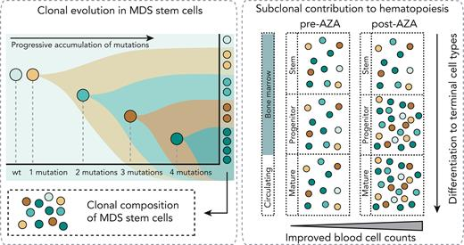 Contribution of mutant HSC clones to immature and mature cells in MDS and CMML, and variations with AZA therapy
ashpublications.org/blood/article/…