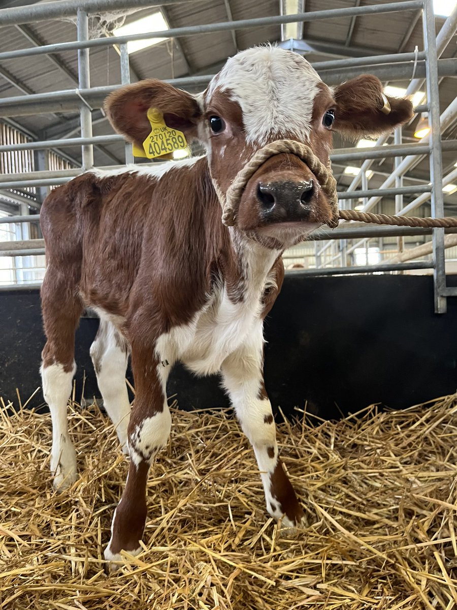 bingbong2005's tweet photo. The calves halter training has begun 💙@TheNorthSchFarm https://t.co/9LBfSy7lmd