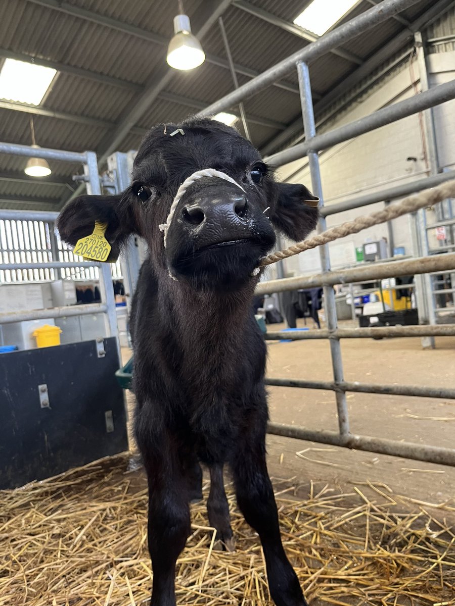 bingbong2005's tweet photo. The calves halter training has begun 💙@TheNorthSchFarm https://t.co/9LBfSy7lmd