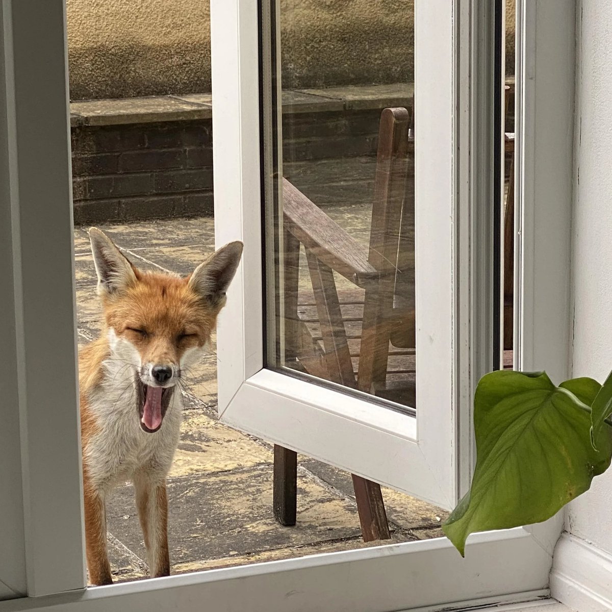 May i come in?

#dailyfox