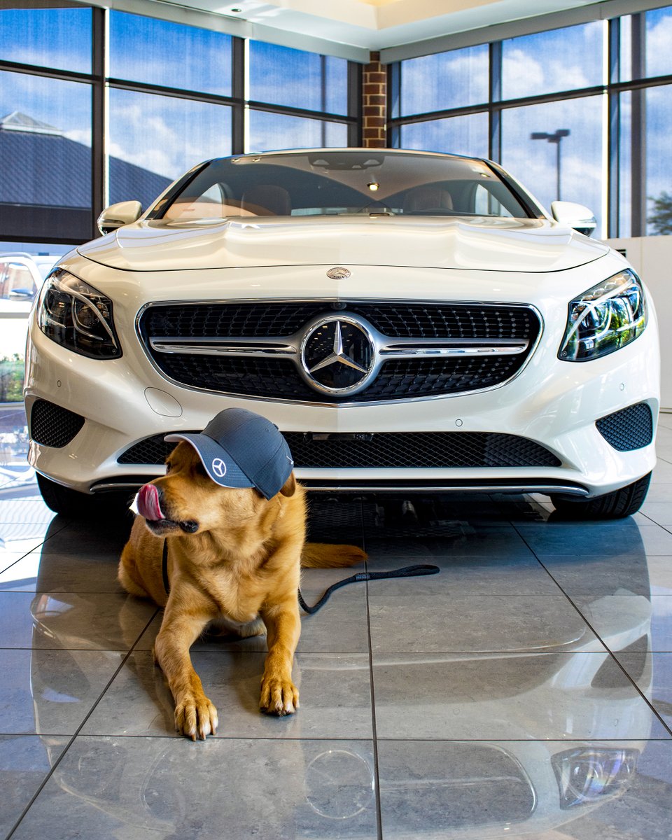 Just showing off his love fur Mercedes! 🐕 #MercedesBenz #LabMix #MBFanPhoto