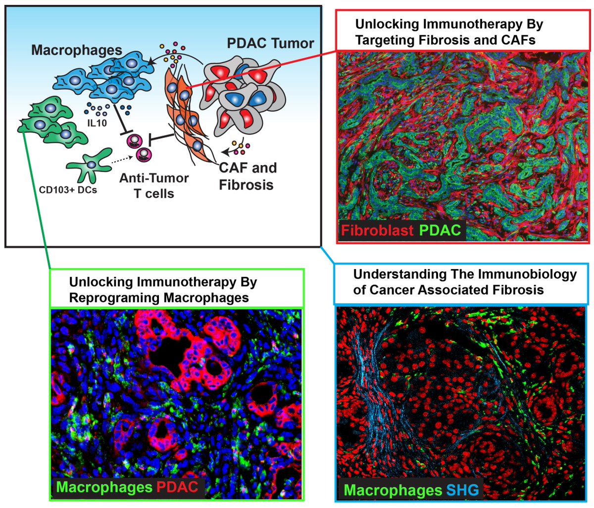 David DeNardo WUSM (@denardolabwusm) on Twitter photo Tumor Immunology postdoctoral position available!!
Are you interested in tumor immunology and/or the stroma? So are we! We are currently adding postdocs to our team. Visit website for details and email denardolabjobs@gmail.com
icce-wustl.org/david-denardo-⦠Tumor Immunology postdoctoral position available!!
Are you interested in tumor immunology and/or the stroma? So are we! We are currently adding postdocs to our team. Visit website for details and email denardolabjobs@gmail.com
icce-wustl.org/david-denardo-ā¦
