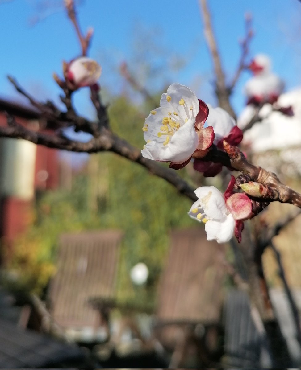 TomderZar's tweet photo. Was ich von Niederösterreich halte, werde ich nicht straffrei kommentieren können, daher überschwemme ich die TL besser mit einem Gruß aus dem Garten 💐
#garten #dailyfleets #garden #kleingarten #gartenlogbuch #wienliebe #wienmalanders #vienna #schrebergarten #flowers #blumen https://t.co/20C4bvXGeJ