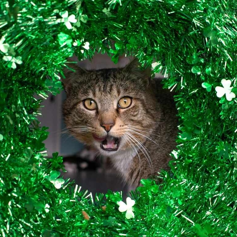 Happy St. Patty's day from Town Cats! 🍀Hercules hopes your day is a lucky one! #towncatsmh #catshelter #catrescue #happystpattysday