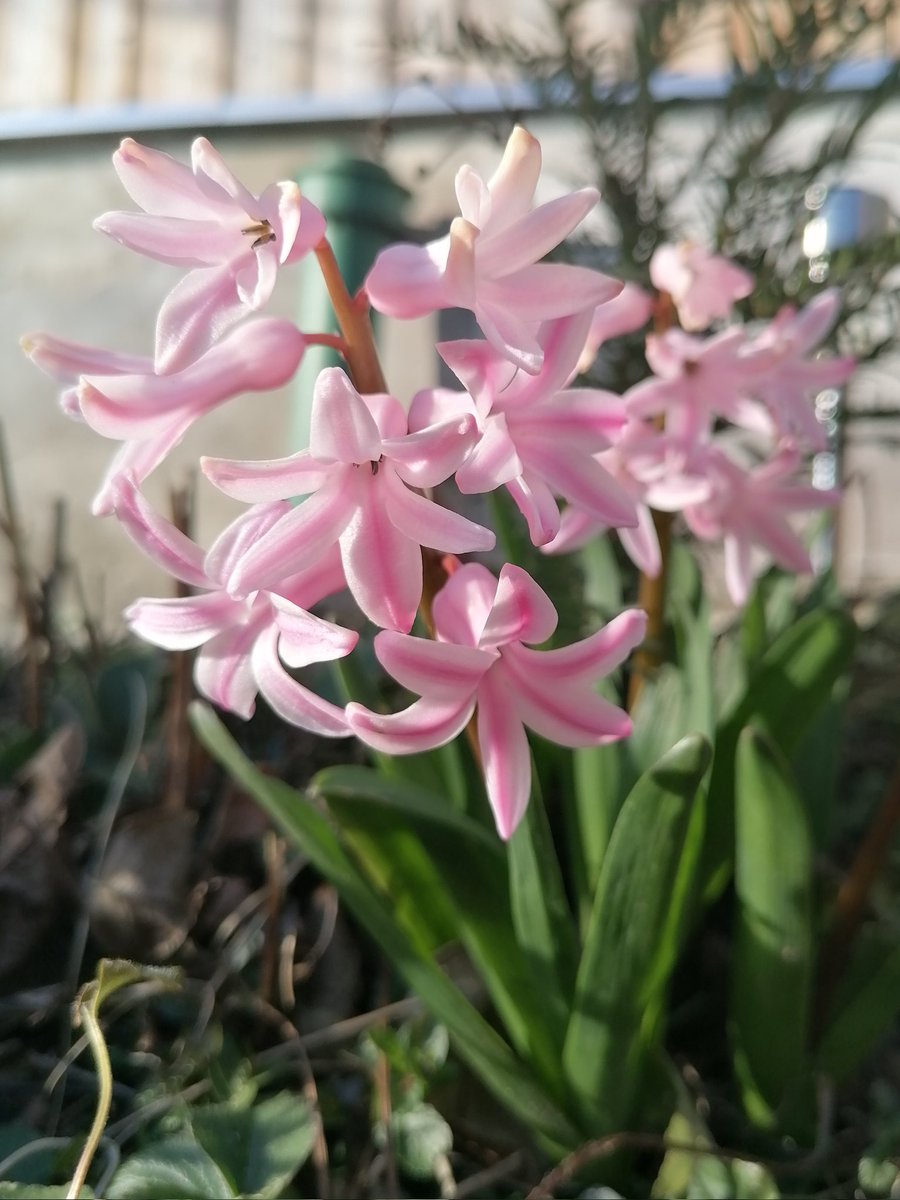 TomderZar's tweet photo. Was ich von Niederösterreich halte, werde ich nicht straffrei kommentieren können, daher überschwemme ich die TL besser mit einem Gruß aus dem Garten 💐
#garten #dailyfleets #garden #kleingarten #gartenlogbuch #wienliebe #wienmalanders #vienna #schrebergarten #flowers #blumen https://t.co/20C4bvXGeJ
