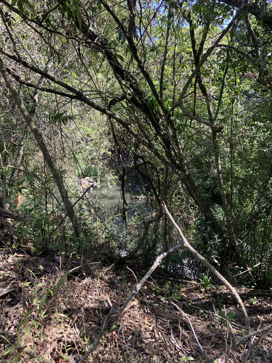 agua_tica's tweet image. El día de hoy en conjunto con #CNFL Asociación ARGUA y el programa de educación ecológica de #FUNDECOR visitamos un parque situado en el Alto de Guadalupe con el fin de organizar una serie de actividades de voluntarios para aportar al cuido del Río Torres que está en el AOI de AT