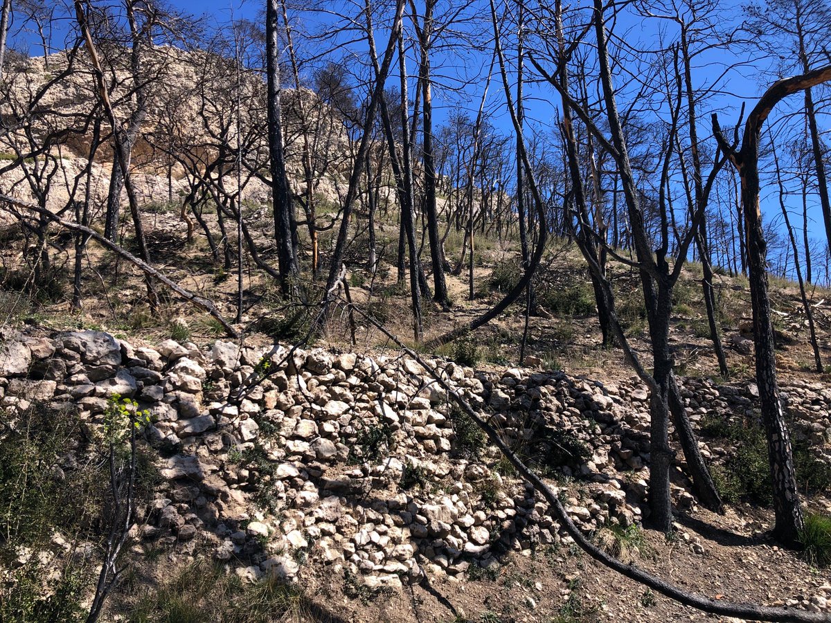 LColl_'s tweet photo. Floristic surveys are being made repeatedly in the burnt area of Sta Coloma de Queralt (2021). They may provide additional knowledge on the factors driving the dynamics of post-fire communites. Let's see the results...but @Pmaraensis &amp; @Gil_Giiil are making an outstanding job! https://t.co/kqsOyqnDBa