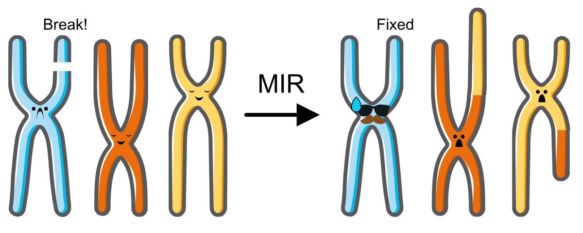 aurelepiazza's tweet photo. Genome (in)stability and recombination geeks, here is our latest work on the mechanism by which a break on one chromosome can cause a translocation between two other chromosomes. Implications for interpreting long-read sequencing data (cancer genome)! 🧵
https://t.co/UFMAL7h6CQ https://t.co/ppgfT5WhHX