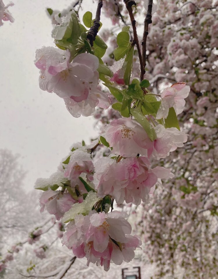 piinkibun's tweet photo. cherry blossom x snow https://t.co/zNb7GoZqqX
