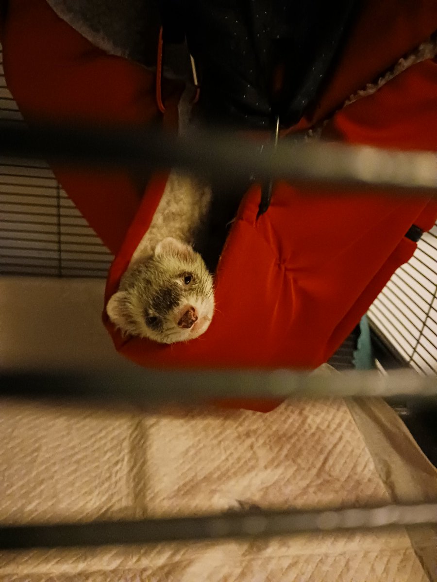 TAAKOFERRET's tweet photo. COMF Y https://t.co/vl7Hg5zCTi