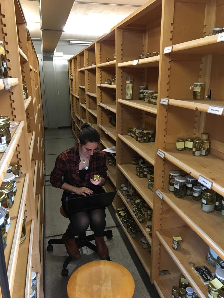 Kafka_project's tweet photo. This week, @Morgane_Fo , Fanny and @lelouppe  were in the collections of  the @MuseumGeneve to measure European salamanders and newts and select the specimens that we will CT-scan for the @Kafka_project https://t.co/tCZsgcCe1g