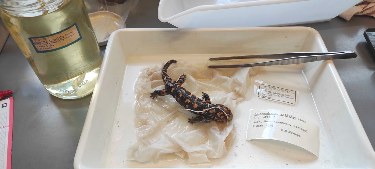 Kafka_project's tweet photo. This week, @Morgane_Fo , Fanny and @lelouppe  were in the collections of  the @MuseumGeneve to measure European salamanders and newts and select the specimens that we will CT-scan for the @Kafka_project https://t.co/tCZsgcCe1g