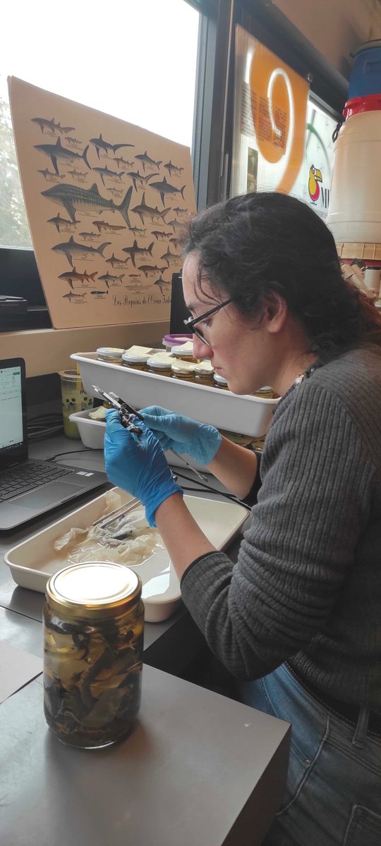 Kafka_project's tweet photo. This week, @Morgane_Fo , Fanny and @lelouppe  were in the collections of  the @MuseumGeneve to measure European salamanders and newts and select the specimens that we will CT-scan for the @Kafka_project https://t.co/tCZsgcCe1g