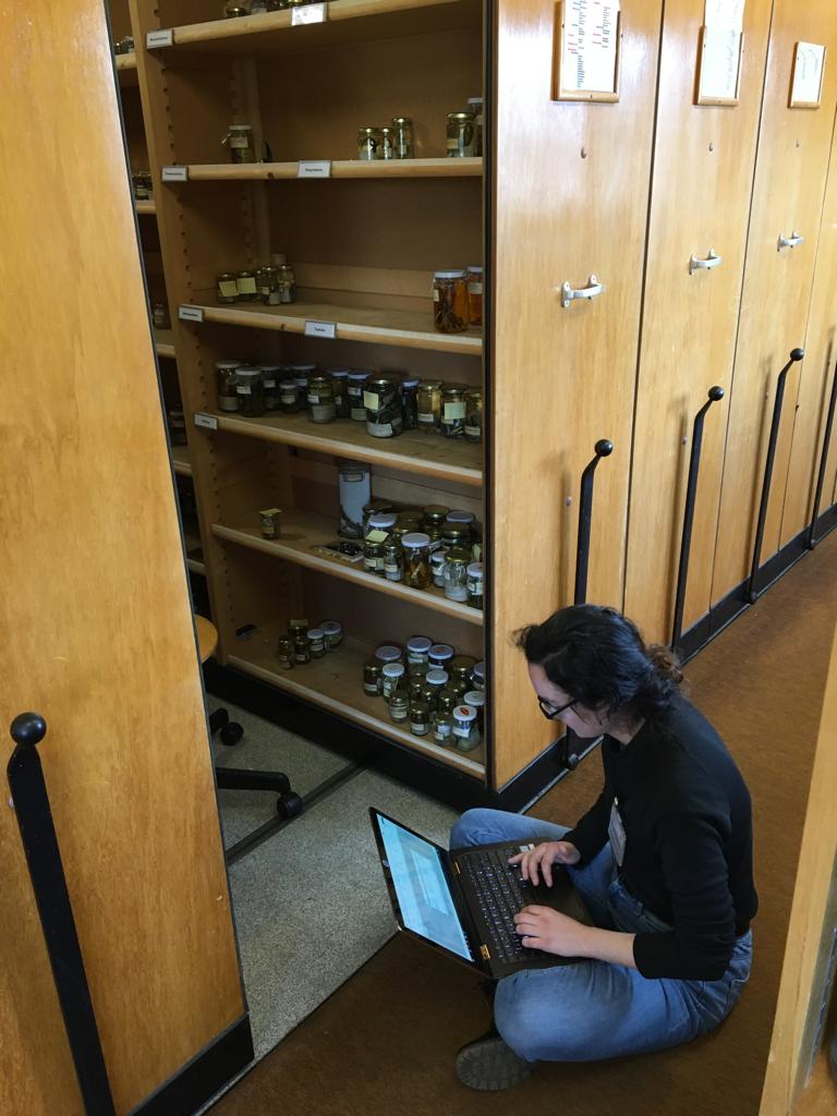 Kafka_project's tweet photo. This week, @Morgane_Fo , Fanny and @lelouppe  were in the collections of  the @MuseumGeneve to measure European salamanders and newts and select the specimens that we will CT-scan for the @Kafka_project https://t.co/tCZsgcCe1g