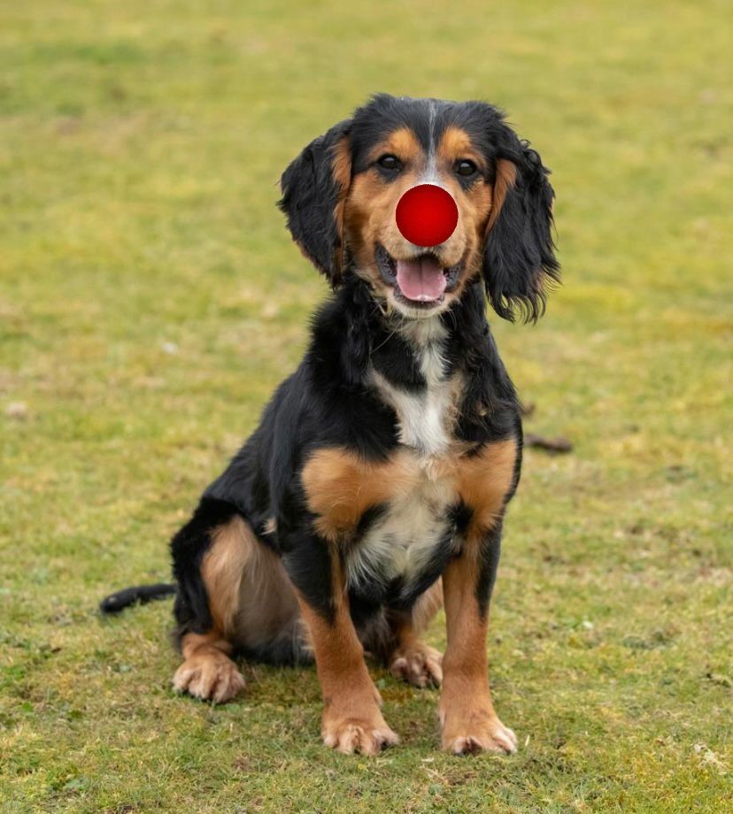KPTacOps's tweet photo. Seeing as it`s Red Nose Day and for a good charity ( #ComicRelief ) PD JAGGER is entering the spirit of things. Whatever you are doing this Friday have fun. Remember our Dogs and Handlers are on all weekend day and night to keep you safe #RedNoseDay #ComicRelief2023 #PdJagger https://t.co/jKCvduPNpk