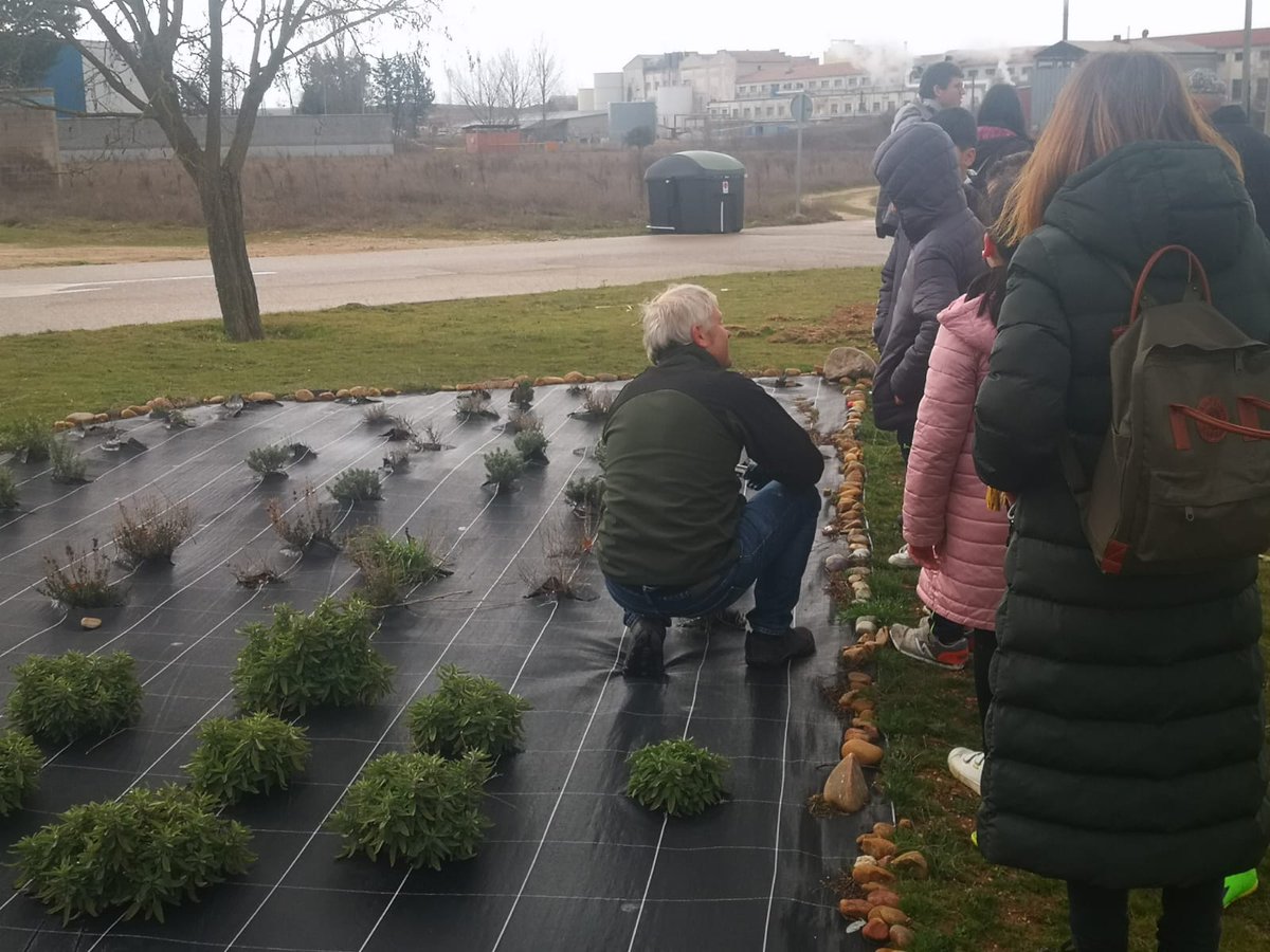 PlantateAlmazan's tweet photo. ¡Plantación conjunta!
Plantas aromáticas: tomillo, romero, lavanda, santolina 🪴🌷🌺🌸  y árboles 🌳 ¡qué bien se les ha  dado!  😊 @calasancioalmaz @CepaElCamino @CIFPALMAZAN @CeipDiegoLainez #APServicio #intergeneracionalidad https://t.co/EjF1IC5k0u