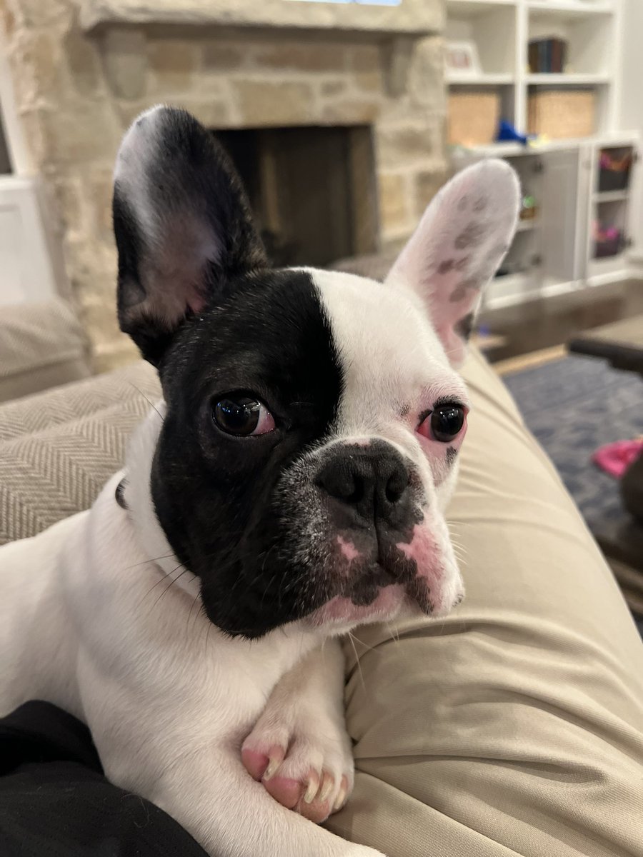 dancmoon's tweet photo. @spomboy @cvpayne Our frenchie! https://t.co/hqHVF9lOBl