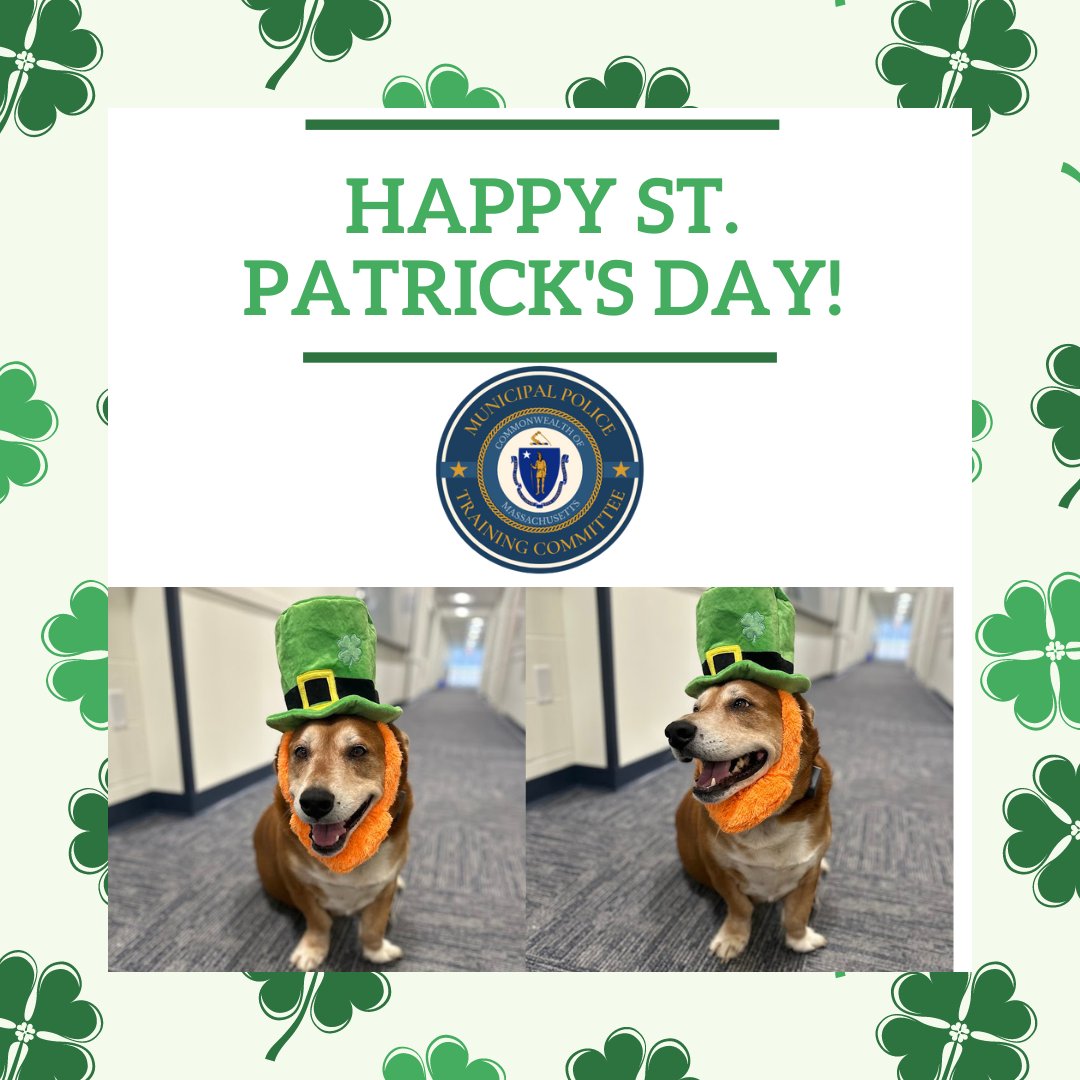 MassMPTC's tweet photo. Happy St. Patrick's Day!

Featuring an MPTC fan favorite @Olliemutt https://t.co/bb2fszvw4k