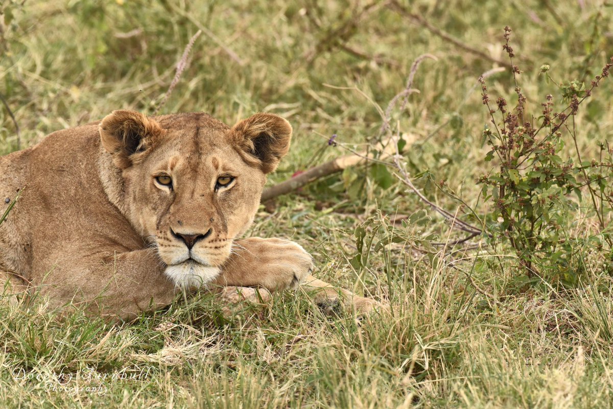Saturday, and I need the rest  #wildlifelovers #wildlifephotography #naturephotography #lioness #Africa #picfair #dojophoto #saturdayMorning #Nikon