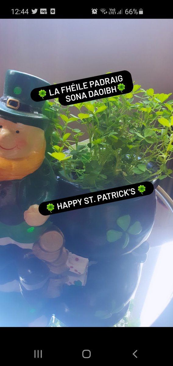 Fresh Shamrock lapels made for all our guests this morning