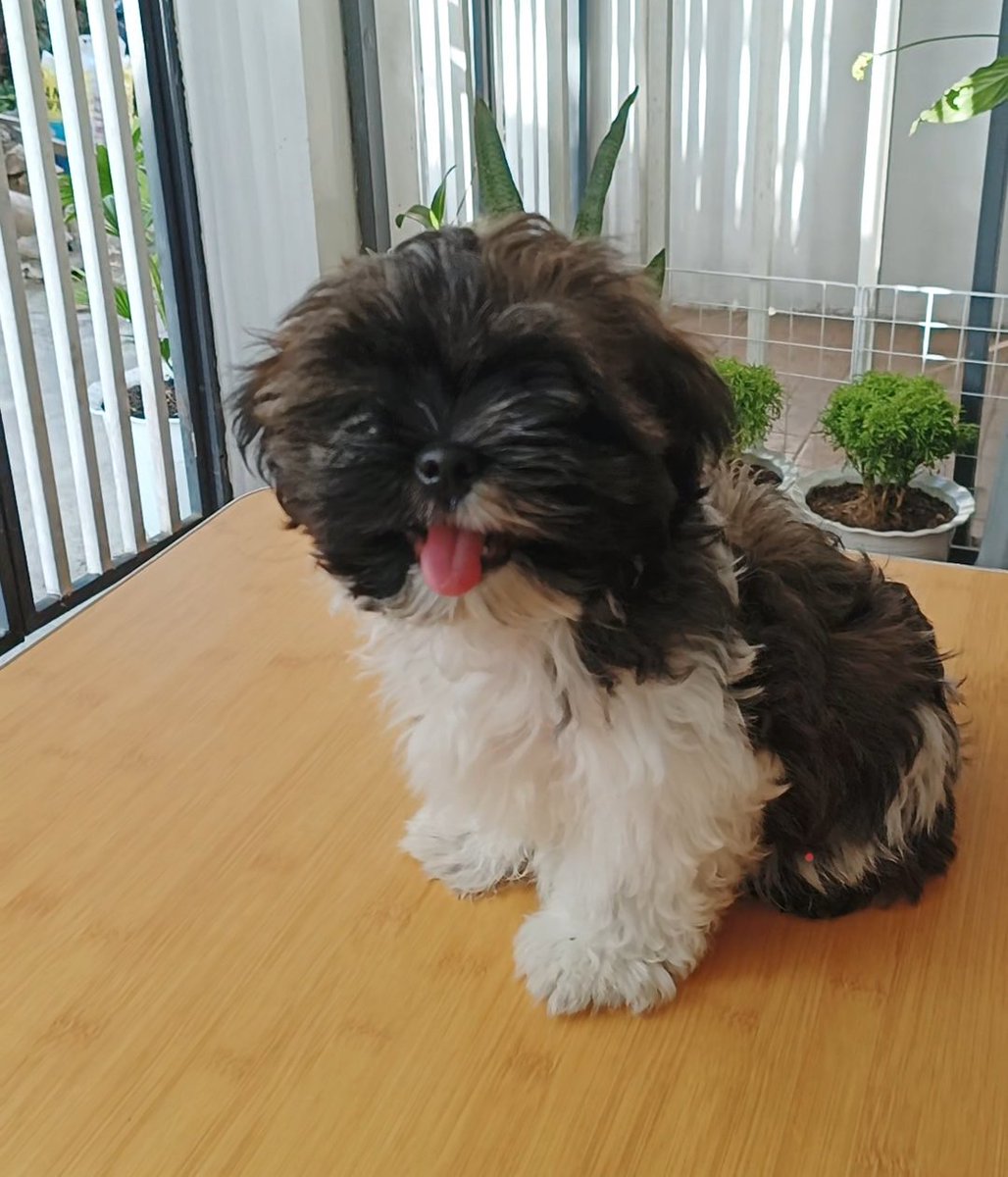 Sugarglazevya's tweet photo. My kind of therapy in a #Web3 world ☺️
Have a great day from my warm pupp💚

#web3community #Artists #NFTs #cryptoworld #puppylove #NFTCommunity https://t.co/Gq1vi8fVbW