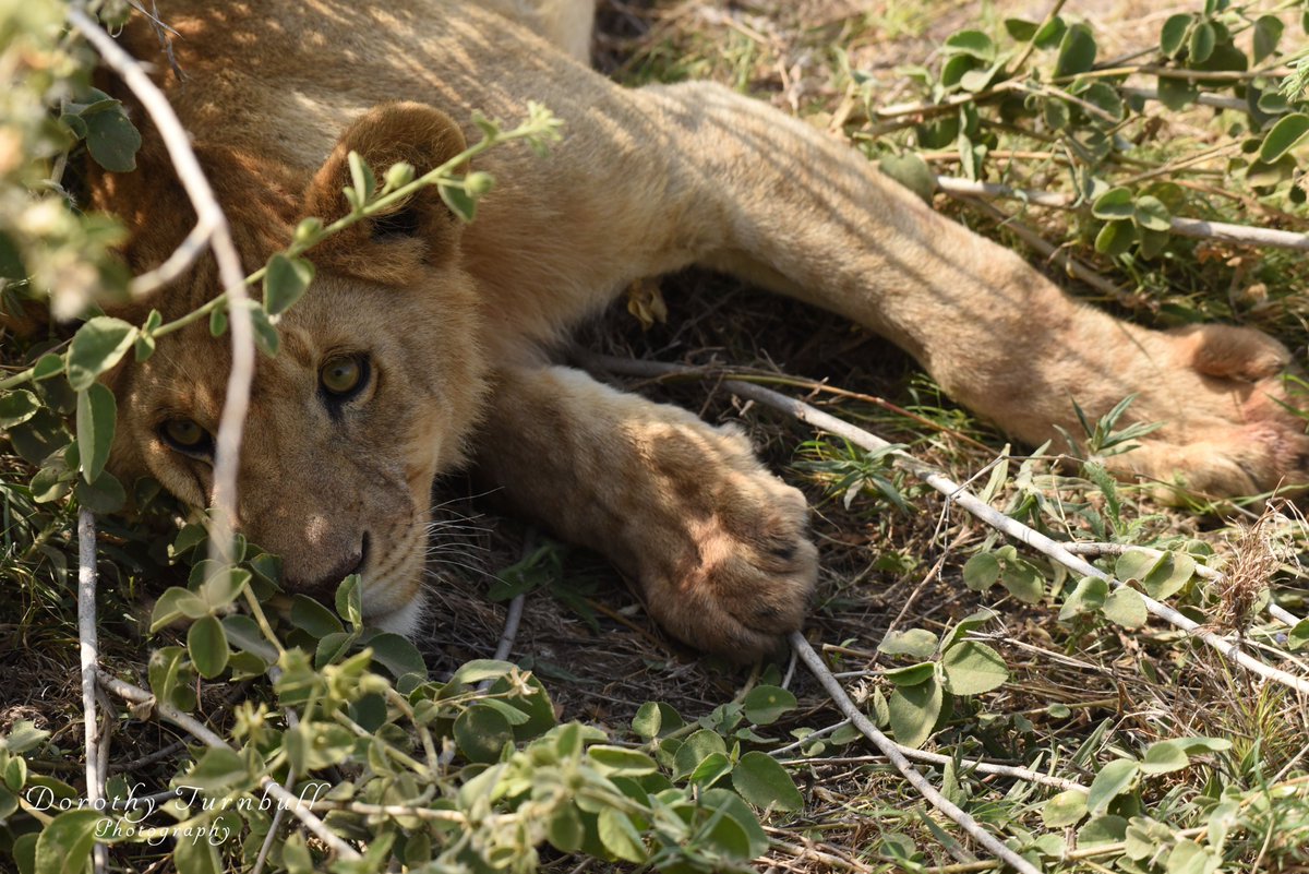 Monday already?  Just let me sleep a little longer! #wildlifephotography #Africa #lions #dojophoto #picfair #mondaymorning #mondaymotivation #wildlifelovers