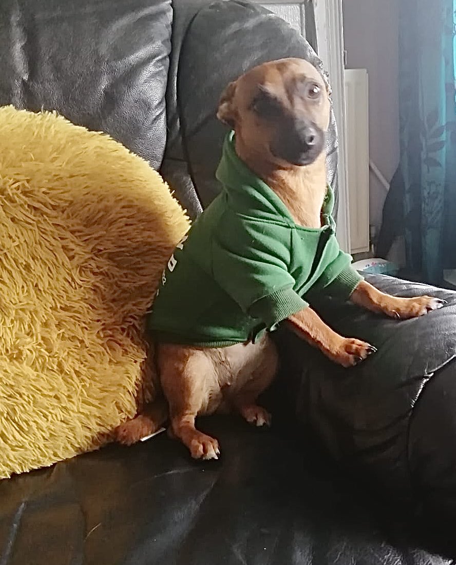 Amanda Wade Photography (@photographyalw) on Twitter photo My little puppy Skye showing off her Ireland hoodie. Celebrating her first St Paddy’s day. <a href="/DiscoverIreland/">Discover Ireland</a> <a href="/stpatricksfest/">St. Patrick's Festival 🇮🇪🐍☘️💚</a> <a href="/TourismIreland/">Tourism Ireland</a> My little puppy Skye showing off her Ireland hoodie. Celebrating her first St Paddy’s day. <a href="/DiscoverIreland/">Discover Ireland</a> <a href="/stpatricksfest/">St. Patrick's Festival 🇮🇪🐍☘️💚</a> <a href="/TourismIreland/">Tourism Ireland</a>