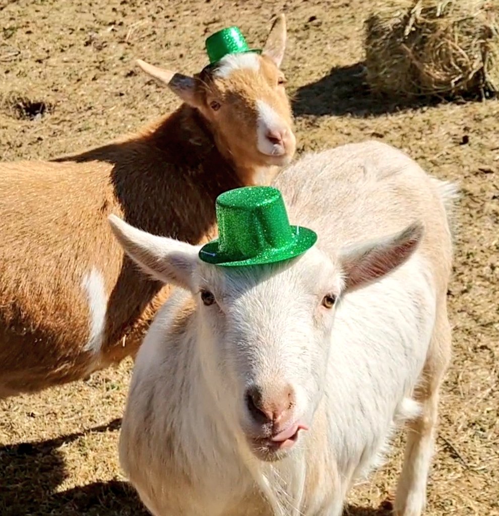 🐐Winston🌈Thatcher🌈Domino, Walnut, Jasper🐐 tweet media