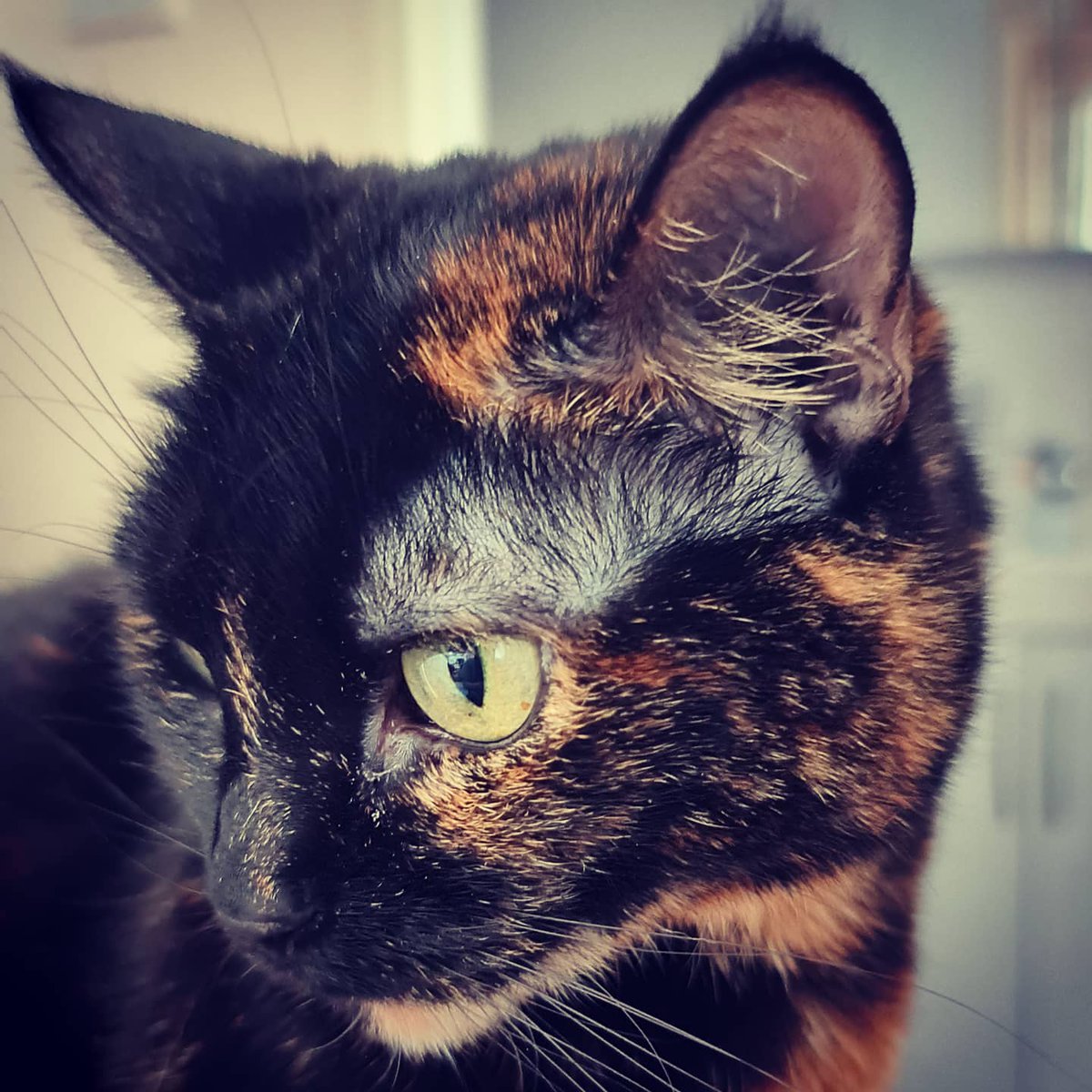 Rita's lifelong companion Kristallin died today after a long struggle with kidney disease.  Rita's devastated and I might need to take a day or two as well.

"She wasn't a bad cat, she was just drawn that way."
