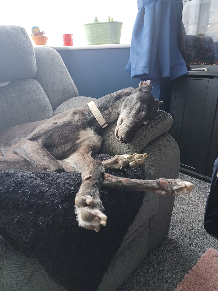 Hoomans are always amazed at how, I can fold up into small spaces and appear, apparently comfortable 🐾
#AdoptDontShop #Greyhound #dogsoftwitter