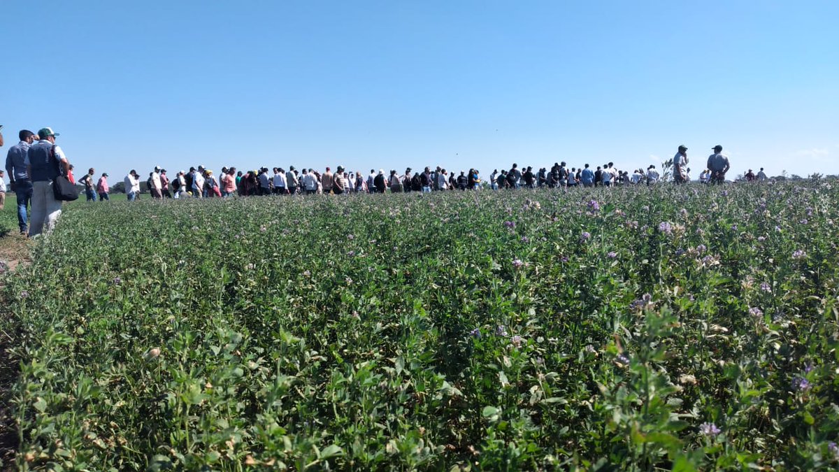 Produsem's tweet photo. Estamos en San Luis participando de la #ExpoAlfalfa 
Muy buena concurrencia de productores y amigos de la alfalfa en Argentina, con proyección internacional. https://t.co/IvpuIiVBl8