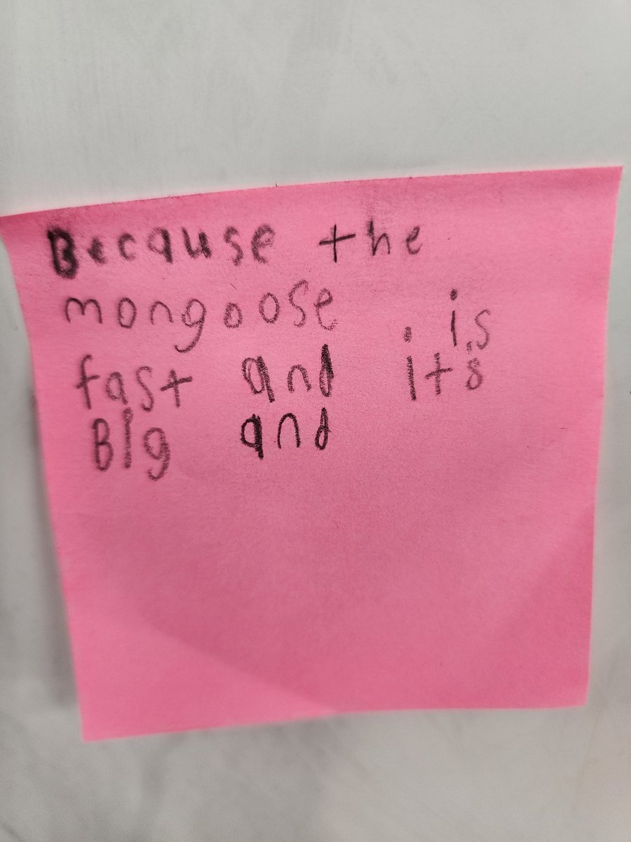 Round 1: #MightyStripes was HOTLY contested. #teampolecat and #teammongoose researched &amp; debated who would be triumphant. I love watching my <a href="/JohnPThomasElem/">JohnPThomasElem</a> 4th graders learn to be passionate about learning #mmm2023 #AVIDatJPT