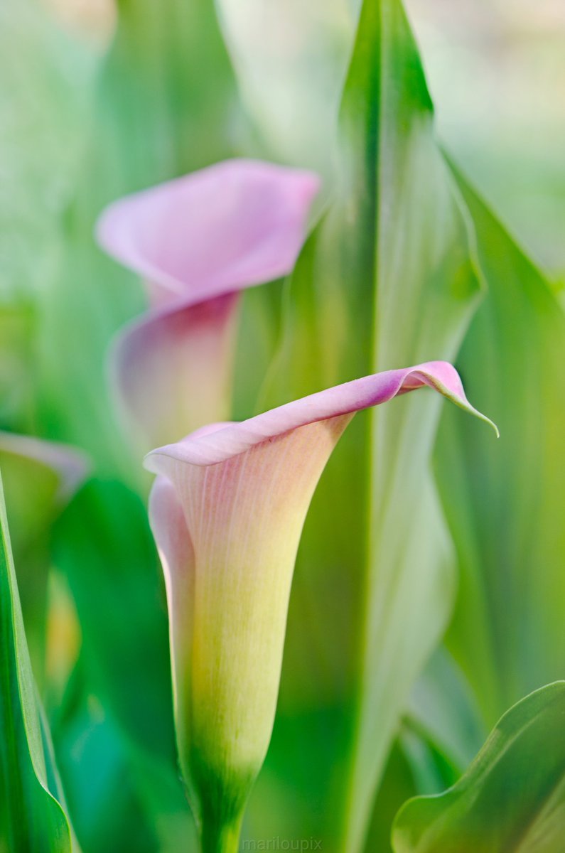 mlma9's tweet photo. Calla Lily for #FlowersOnFriday @DavidMariposa1 #ThePhotoHour #day75of365 #Friday #NaturePhotography #flowerphotography #lily #Nikon #PhotographyIsArt https://t.co/Bb0UcjCX21