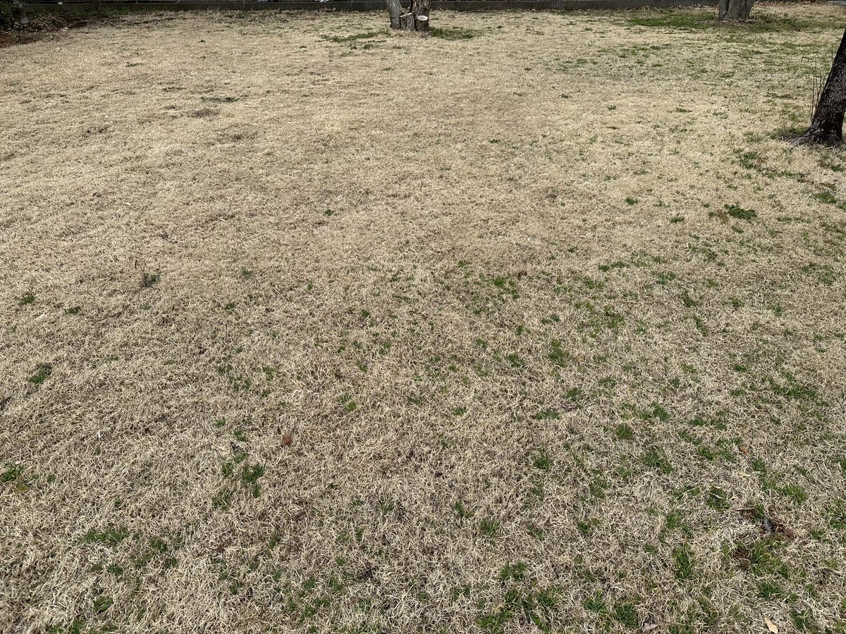 shibafu365's tweet photo. 今日の芝生🍀
雑草は増えているがティフトンはもう少しかな。
シバゲンが効いていない気がする。
#ティフトン
#鳥取方式
#隣の芝生
#今日の芝
#バロネス
#LM40 https://t.co/j6TcLnm28V
