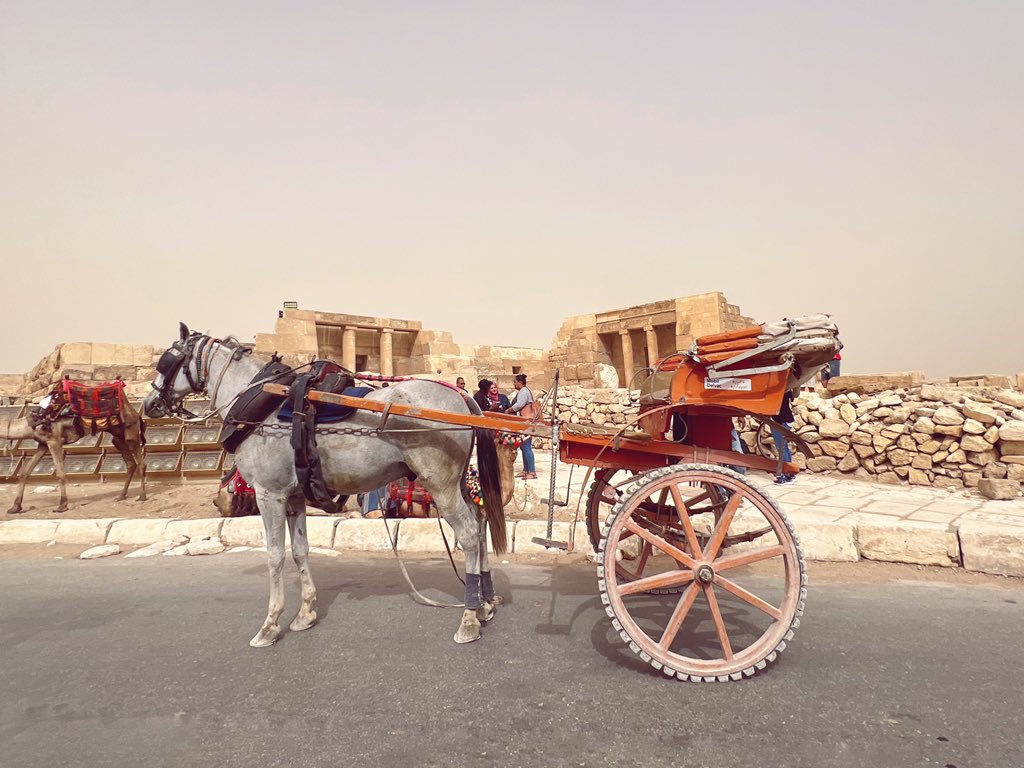 Cattan2011's tweet photo. Day 2 - Great Pyramid of Giza, Cairo, a camel ride  #nature #nature photography #naturegeography #natureza #travel #travelphotography #travelgram #traveltheworld #instagram #webstagram #ig_egypt #enjoyegypt  #egypt #culture #culturetrip #tradational #desert https://t.co/N24C70cOw0