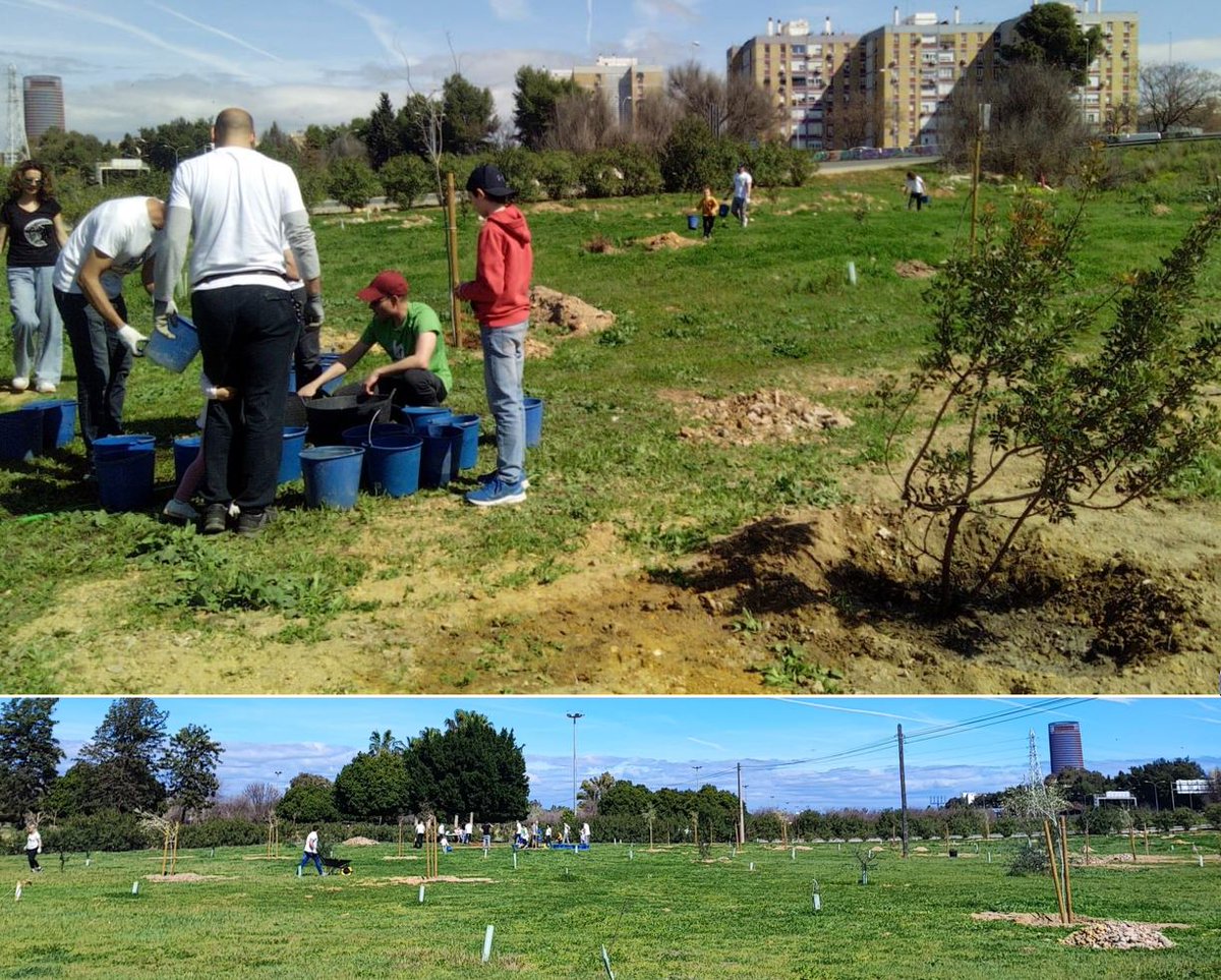 SOSterritorios's tweet photo. Gracias al #Voluntariado, el gran sueño del #ParqueDeLaVegaDeTriana continúa creciendo, las zonas degradadas se van descontaminando.
Prosigue la retirada de escombros/cascotes, los riegos y el abonado con #HumusDeLombriz, que por su alta capacidad hídrica ahorra un 20% de #Agua💧 https://t.co/ZlwY7FUeqv
