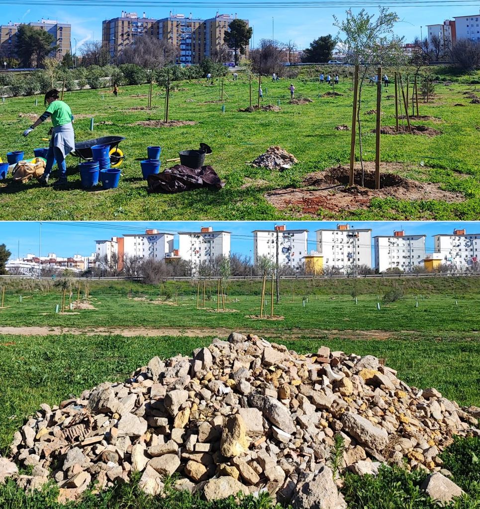SOSterritorios's tweet photo. Gracias al #Voluntariado, el gran sueño del #ParqueDeLaVegaDeTriana continúa creciendo, las zonas degradadas se van descontaminando.
Prosigue la retirada de escombros/cascotes, los riegos y el abonado con #HumusDeLombriz, que por su alta capacidad hídrica ahorra un 20% de #Agua💧 https://t.co/ZlwY7FUeqv
