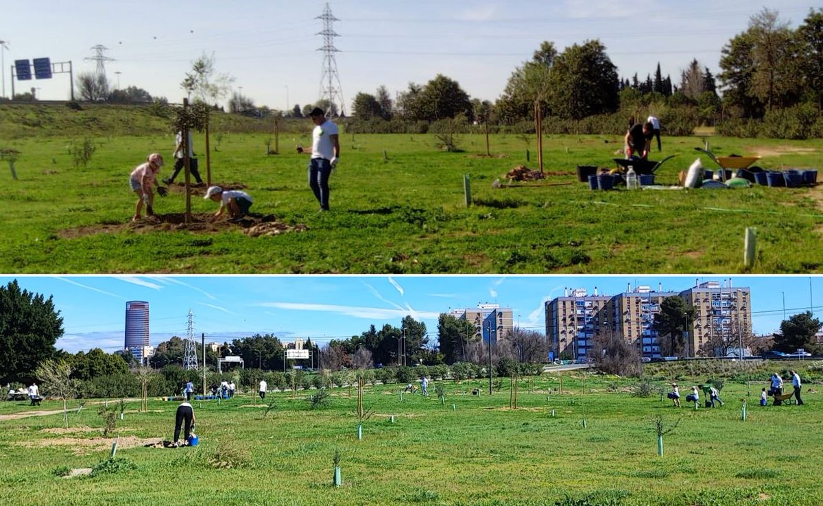 SOSterritorios's tweet photo. Gracias al #Voluntariado, el gran sueño del #ParqueDeLaVegaDeTriana continúa creciendo, las zonas degradadas se van descontaminando.
Prosigue la retirada de escombros/cascotes, los riegos y el abonado con #HumusDeLombriz, que por su alta capacidad hídrica ahorra un 20% de #Agua💧 https://t.co/ZlwY7FUeqv