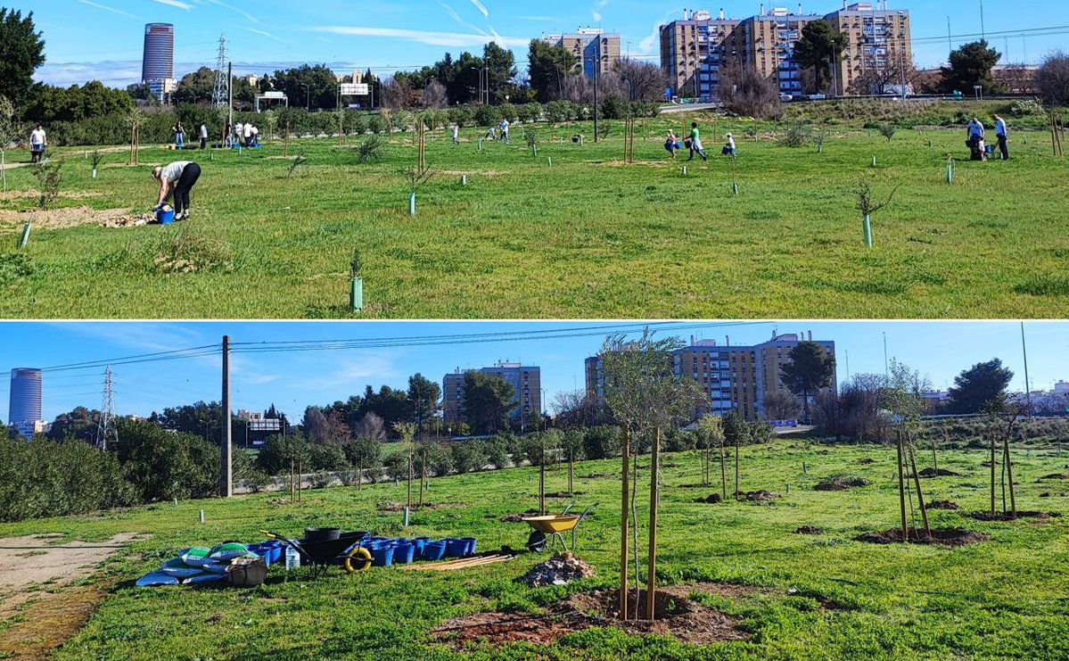 SOSterritorios's tweet photo. Gracias al #Voluntariado, el gran sueño del #ParqueDeLaVegaDeTriana continúa creciendo, las zonas degradadas se van descontaminando.
Prosigue la retirada de escombros/cascotes, los riegos y el abonado con #HumusDeLombriz, que por su alta capacidad hídrica ahorra un 20% de #Agua💧 https://t.co/ZlwY7FUeqv