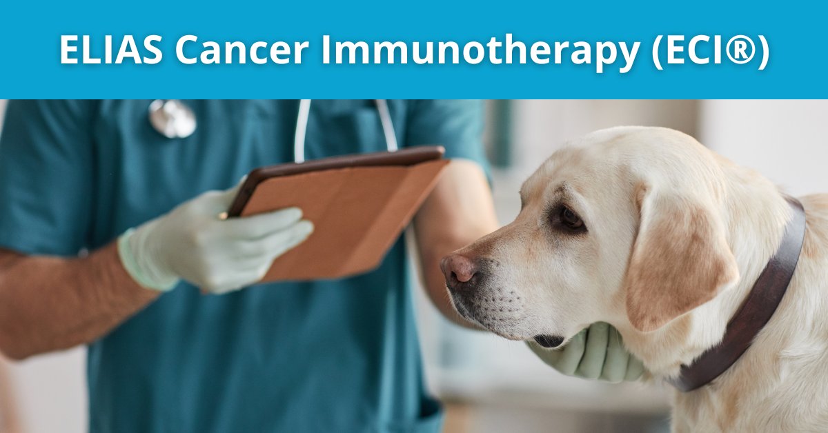 ECI® offers a completely new approach to cancer treatment by utilizing a combination of cancer vaccination pretreatment and activated “killer” T cell immunotherapy. 

Learn more: eliasanimalhealth.com/treatment/

#dog #ELIASAnimalHealth #curecancer