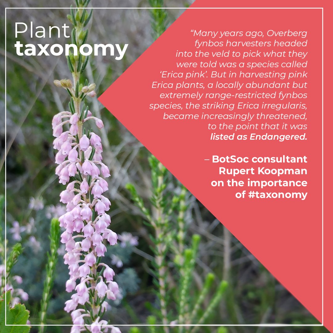 BotSocSA's tweet image. Why is #taxonomy important? 
 
Botanist Rupert Koopman says, “Many years ago, #Overberg #fynbos harvesters picked what they were told was a species called ‘Erica pink’. But in harvesting pink Erica plants, a range-restricted fynbos species, Erica irregularis, became threatened.”
